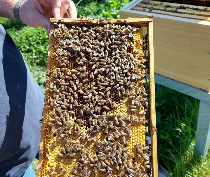 Bees