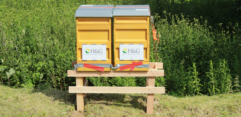 Beefuture – Zukunft für Bienen